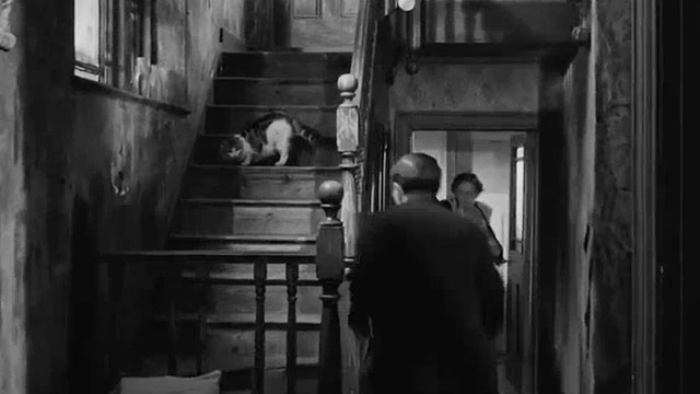 Payroll - longhair tabby and white cat on stairs
