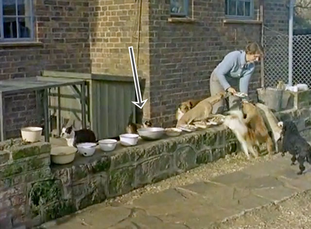 Pedigree Dogs - Margaret Hazelman with dogs coming to eat and Siamese cat watching