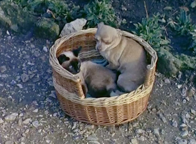Pedigree Dogs - Siamese cat in basket with Chihuahua