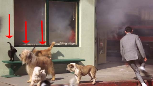Pee Wee's Big Adventure - cats on bench outside burning pet shop