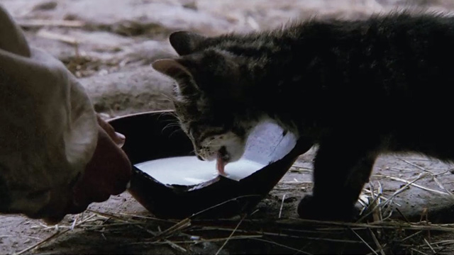 Pelle the Conqueror - tabby kitten lapping from bowl of fresh milk
