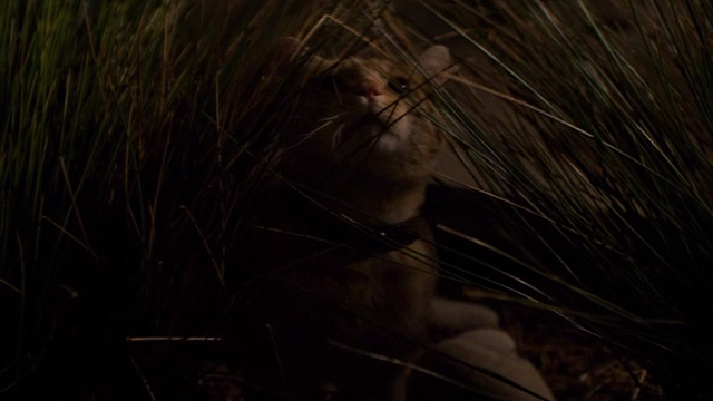 The Perfect Guy - orange tabby cat Rusty in plants