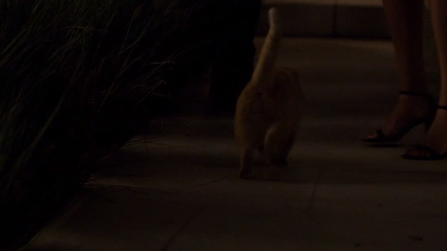 The Perfect Guy - orange tabby cat Rusty on path