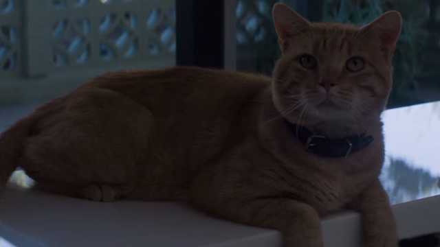 The Perfect Guy - orange tabby cat Rusty sitting on countertop