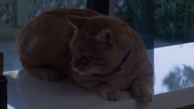 The Perfect Guy - orange tabby cat Rusty on counter