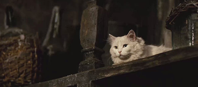Perfume: The Story of a Murderer - longhair white cat on shelf
