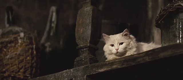 Perfume: The Story of a Murderer - longhair white cat on shelf