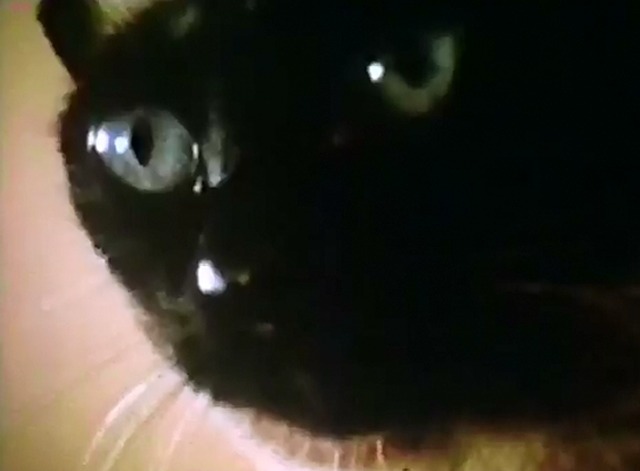 The Perils of Priscilla - close up of Siamese cat Priscilla