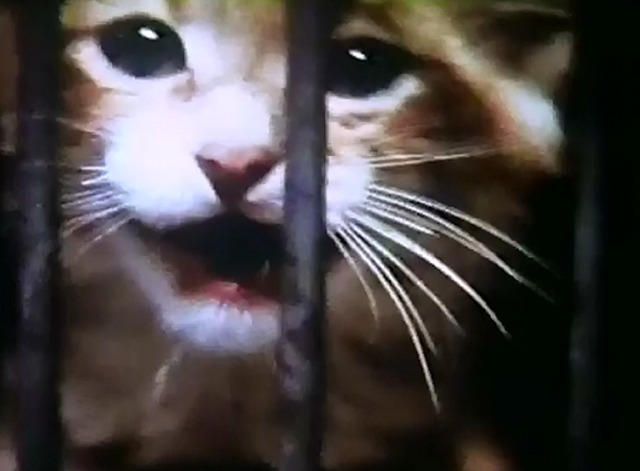 The Perils of Priscilla - orange kitten in animal shelter cage