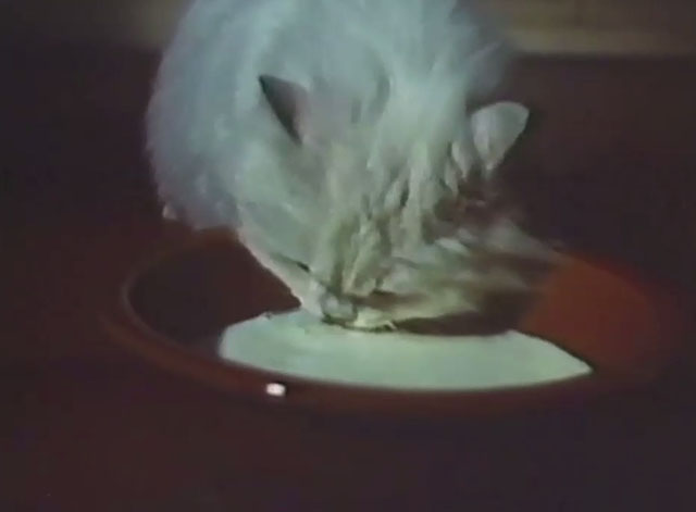 Persecution - white Persian Angora cat Sheba drinking milk from bowl