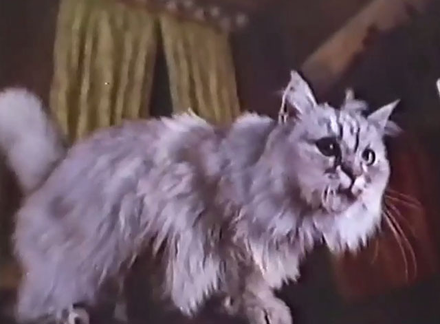 Persecution - silver Persian cat Sheba