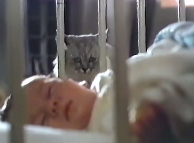Persecution - silver Persian cat Sheba looking into baby crib