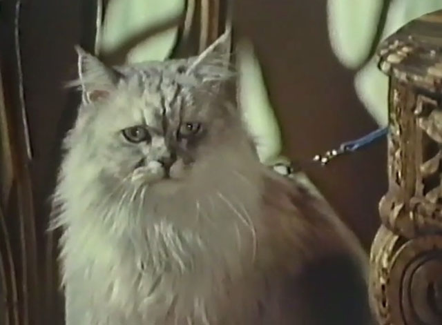 Persecution - silver Persian cat Sheba on lead at night club