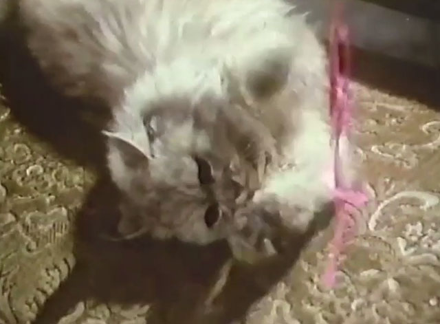 Persecution - white Persian cat Sheba playing with ribbon