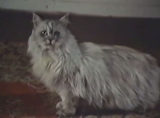 Persecution - silver Persian cat Sheba