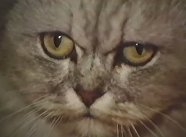 Persecution - extreme close up of silver Persian cat Sheba