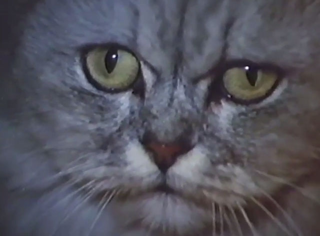 Persecution - close up of silver Persian cat Sheba
