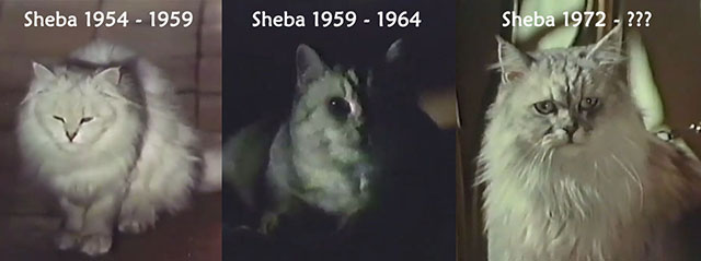 Persecution - the many faces of Sheba cat actors