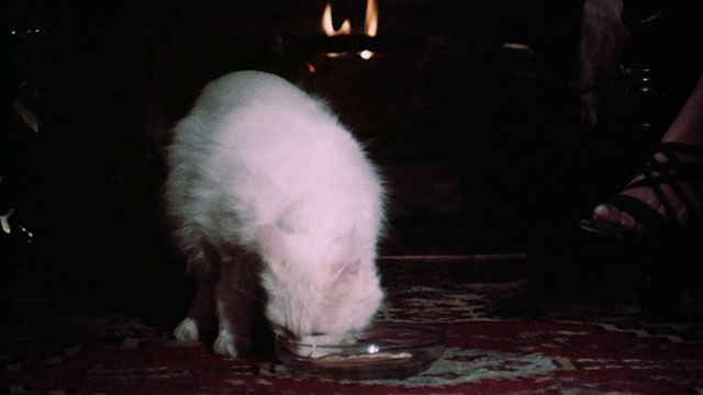 Pets - white Angora cat Lila eating from dish on floor