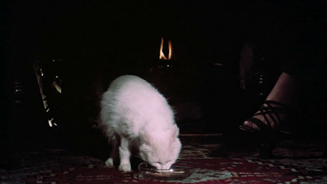 Pets - white Angora cat Lila eating from dish on floor