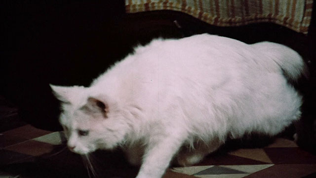 Pets - white Angora cat Lila coming out from underneath chair