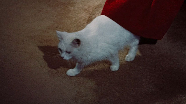 Pets - white Angora cat Lila coming out from beneath bed