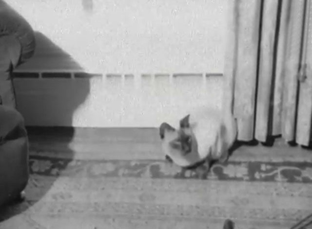 Pets Adopt Humans - Siamese cat sitting on floor