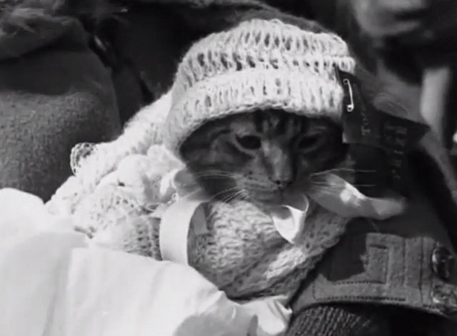 Pets! A Canadian Cameo - tabby cat in knitted baby clothes