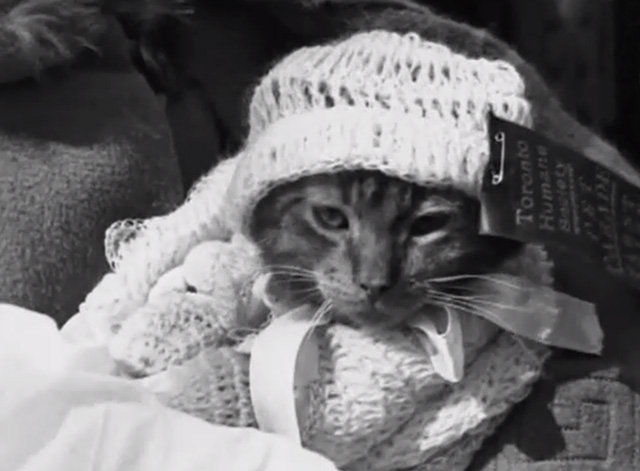 Pets! A Canadian Cameo - tabby cat in knitted baby clothes