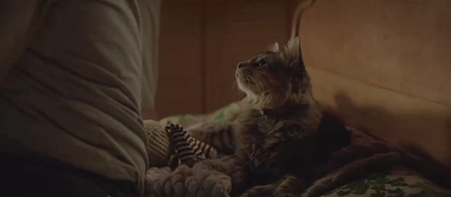 Pet Sematary - Maine Coon cat Church on bed with Ellie Jeté Laurence and Louis Jason Clarke