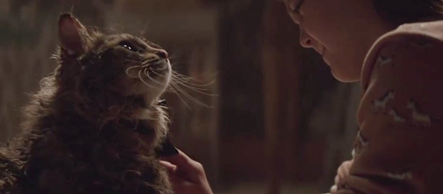 Pet Sematary - Maine Coon cat Church being brushed by Ellie Jeté Laurence