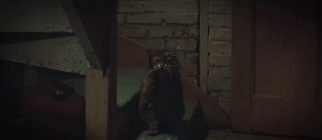 Pet Sematary - Maine Coon cat Church hissing on basement steps