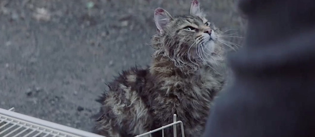 Pet Sematary - Maine Coon cat Church on road