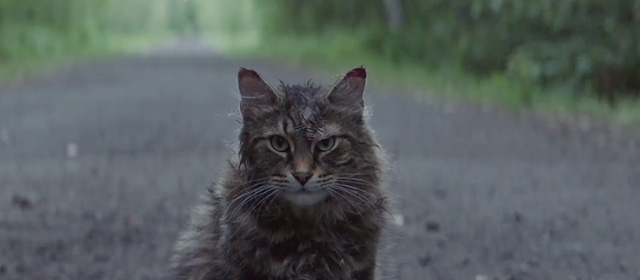 Pet Sematary - Maine Coon cat Church left on road