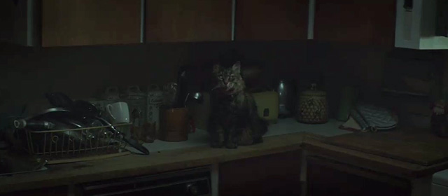Pet Sematary - Maine Coon cat Church on kitchen counter