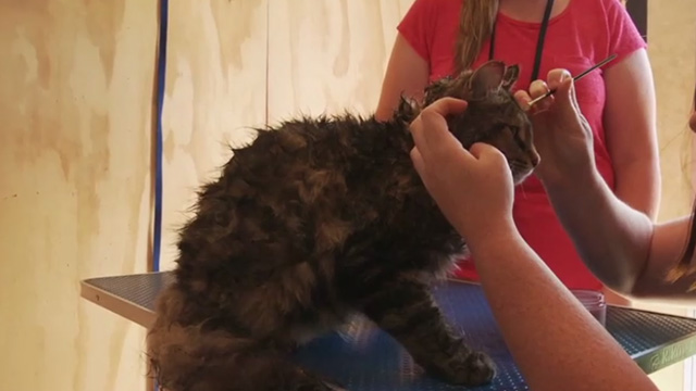 Pet Sematary - Maine Coon cat actor Leo Church having makeup applied
