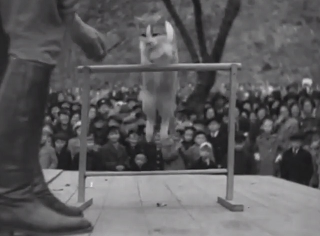 The Pets Perform - orange and white cat jumping hurdle