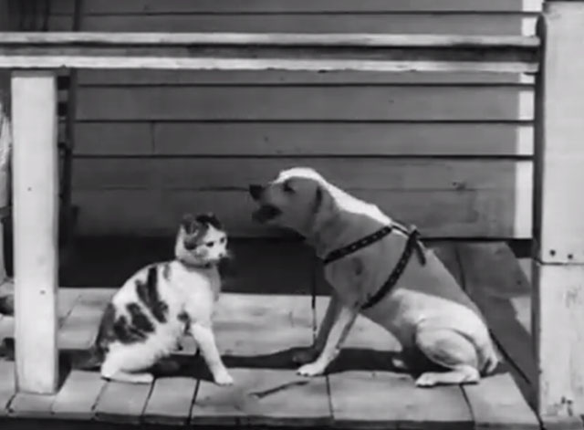 The Pets Pow Wow - bicolor tabby and Labrador dog on porch