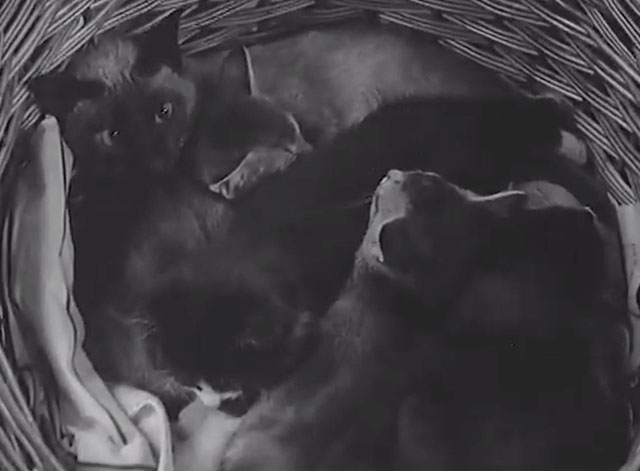 Pets Steal the Picture - kittens in wicker basket