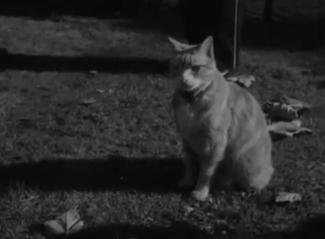 Pigeon Gets a Medal - Tower of London tabby cat sitting by