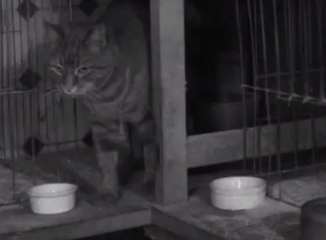 Pigeons - tabby cat walking beside pigeon cages