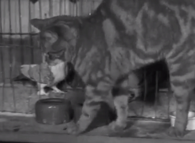 Pigeons - tabby cat walking in front of pigeon cages