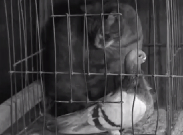 Pigeons - tabby cat inside pigeon cages