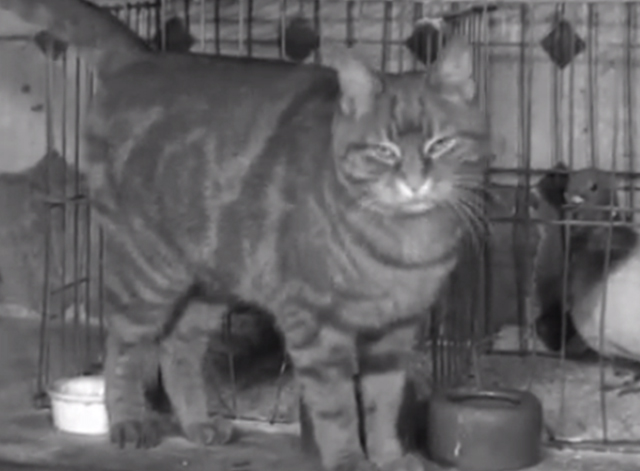 Pigeons - tabby cat standing beside pigeon cages