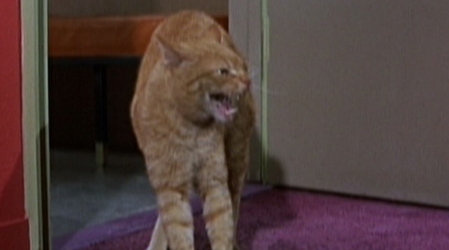 Pillow Talk cat hissing