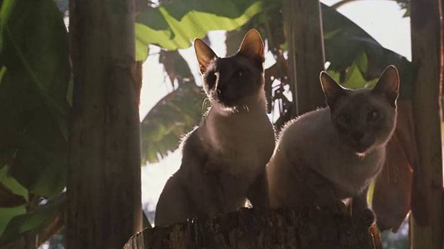 Ping! - two blue point Siamese cats sitting on stump