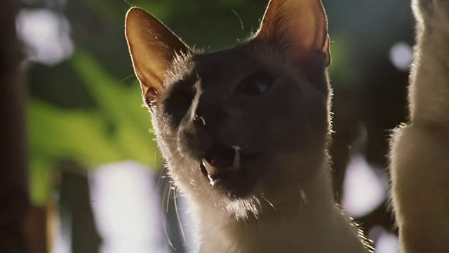 Ping! - blue point Siamese cat