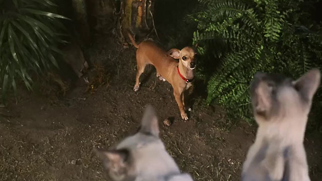 Ping! - two blue point Siamese cats looking at Chihuahua dog Ping