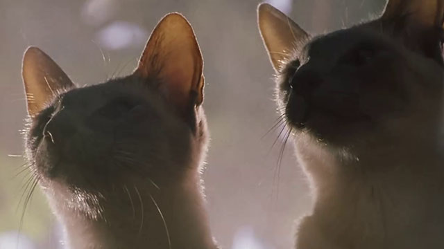 Ping! - two blue point Siamese cats