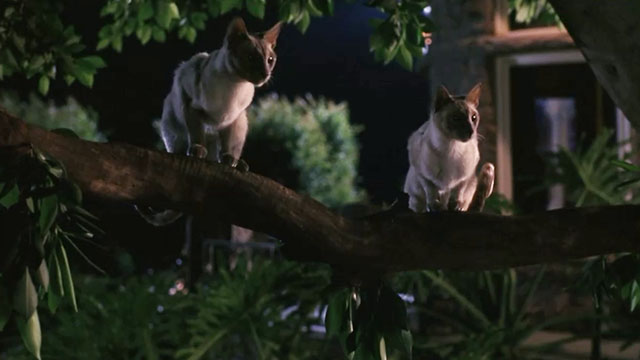 Ping! - two blue point Siamese cats sitting on tree branch